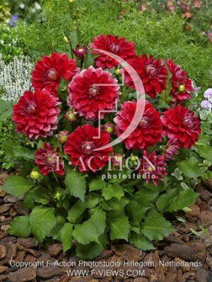 botanic stock photo Dahlia