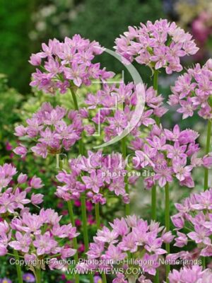 botanic stock photo Allium