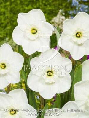 botanic stock photo Narcissus