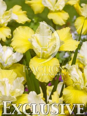 botanic stock photo Iris