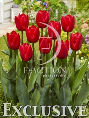 botanic stock photo Tulipa