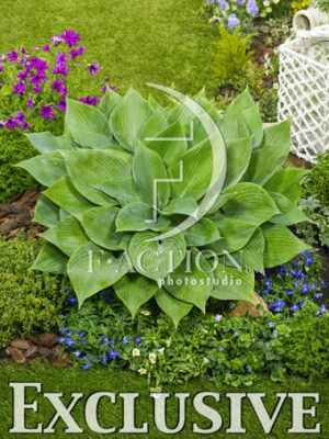 botanic stock photo Hosta