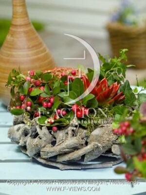 botanic stock photo Gaultheria