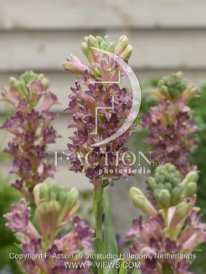 botanic stock photo Polianthes