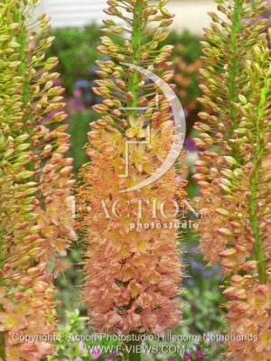 botanic stock photo Eremurus