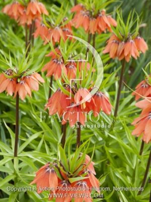 botanic stock photo Fritillaria