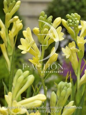 botanic stock photo Polianthes