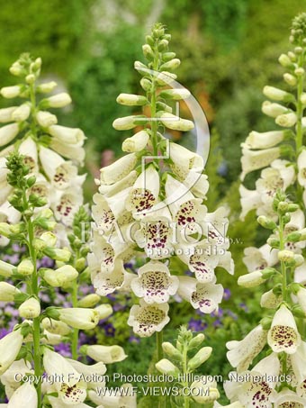 botanic stock photo Digitalis