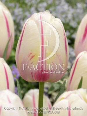 botanic stock photo Tulipa