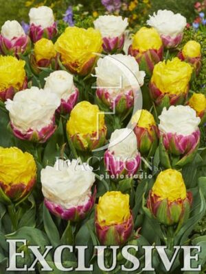 botanic stock photo Tulipa