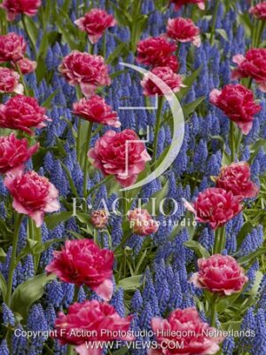 botanic stock photo Spring flowers