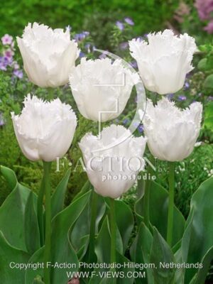 botanic stock photo Tulipa