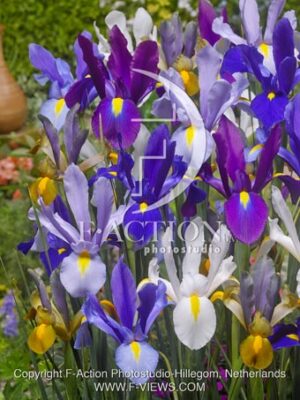 botanic stock photo Iris