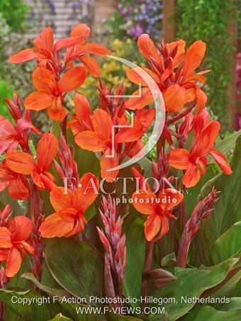 botanic stock photo Canna