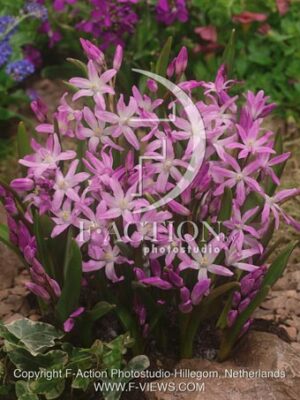 botanic stock photo Chionodoxa