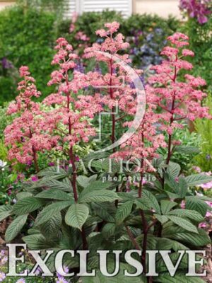 botanic stock photo Rodgersia
