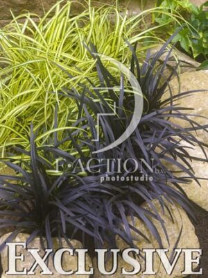 botanic stock photo