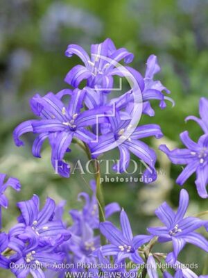 botanic stock photo Ixiolirion
