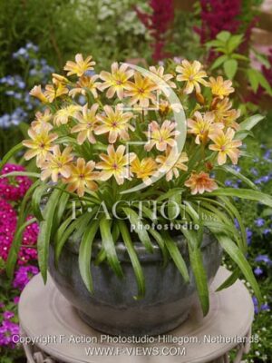 botanic stock photo Lewisia