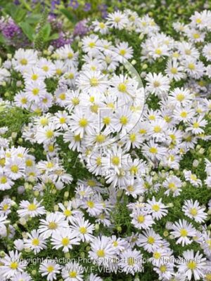 botanic stock photo Aster