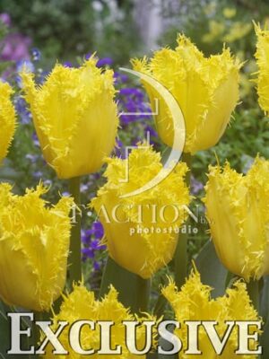 botanic stock photo Tulipa