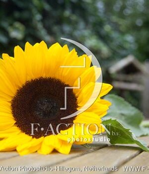 botanic stock photo Helianthus