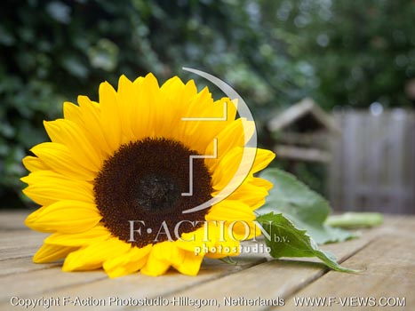 botanic stock photo Helianthus