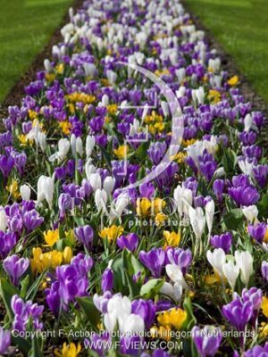 botanic stock photo Crocus