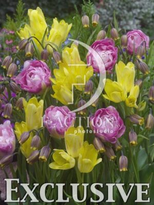 botanic stock photo Mixed