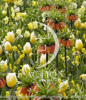 botanic stock photo Spring flowers