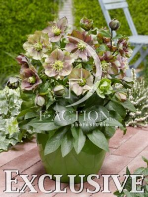 botanic stock photo Helleborus