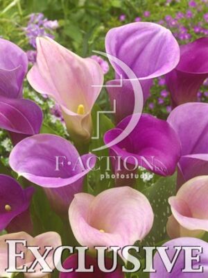 botanic stock photo Zantedeschia