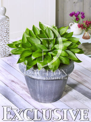 botanic stock photo Hosta