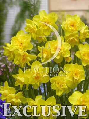 botanic stock photo Narcissus