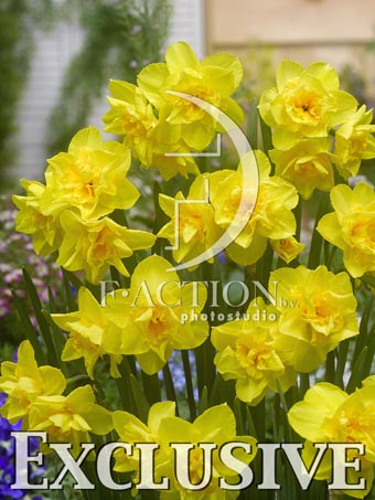 botanic stock photo Narcissus