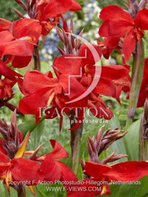 botanic stock photo Canna