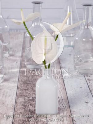botanic stock photo Anthurium