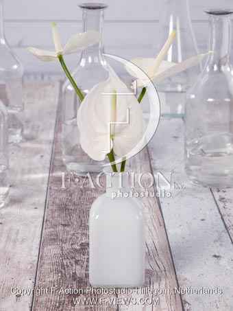 botanic stock photo Anthurium