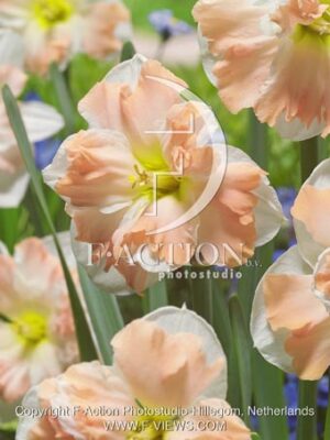 botanic stock photo Narcissus