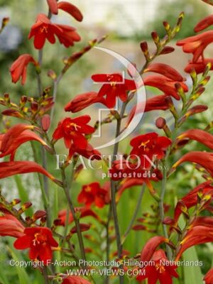 botanic stock photo Crocosmia