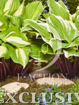 botanic stock photo Hosta