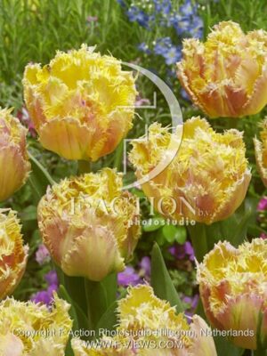 botanic stock photo Tulipa