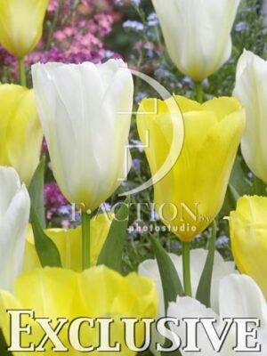 botanic stock photo Tulipa