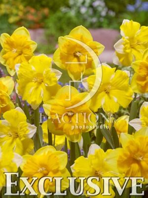 botanic stock photo Narcissus