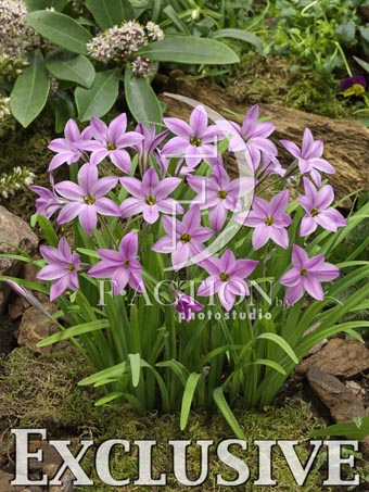 botanic stock photo Ipheion