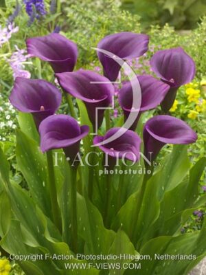 botanic stock photo Zantedeschia