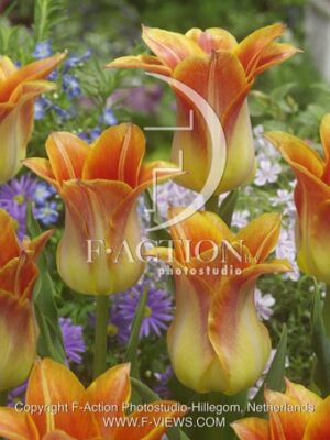 botanic stock photo Tulipa