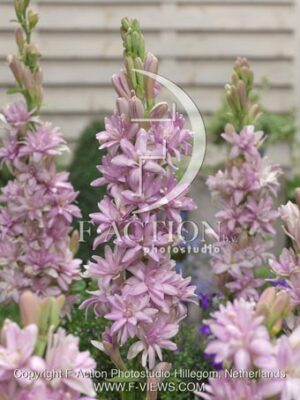 botanic stock photo Polianthes