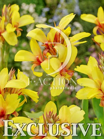 botanic stock photo Canna