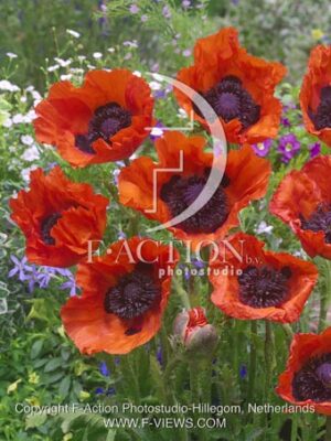 botanic stock photo Papaver